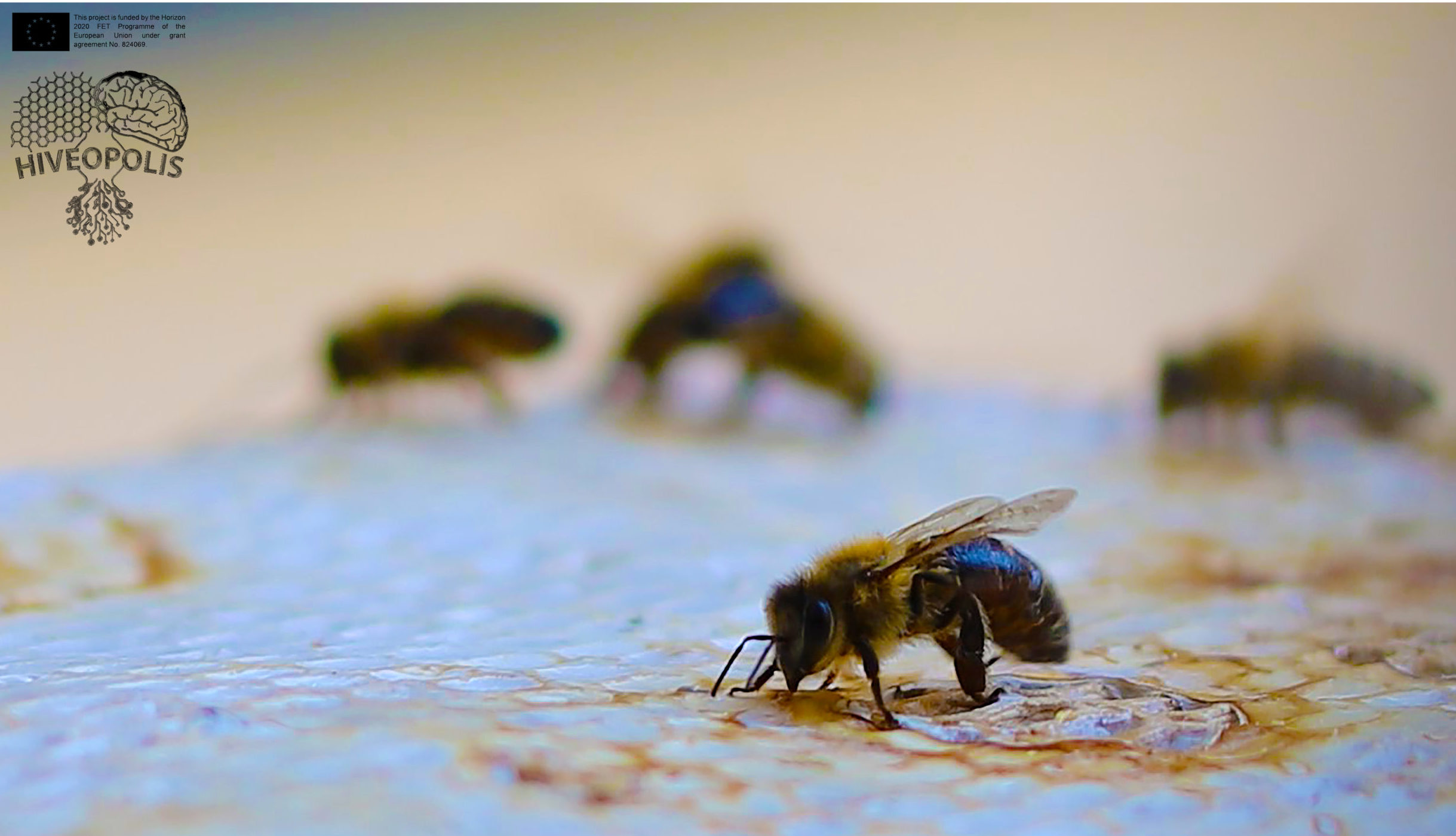 June'19, UNI GRAZ. A honeybee is exploring the Reishi(Ganoderma Lucidum) Mushroom mycelium grown on a 3d printed wood composite mesh.